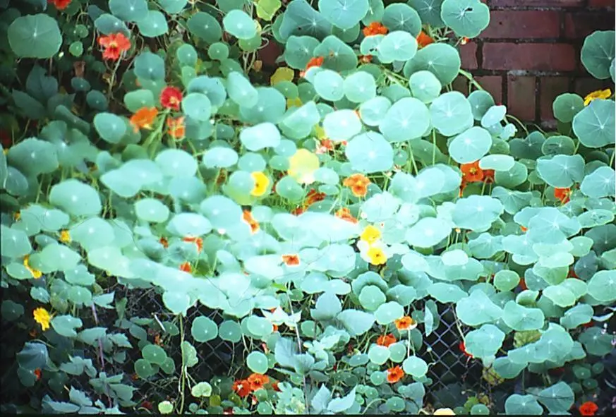 Kapuzinerkresse Zaunlos der Garten meiner Kindheit Die vorderen Beete - фото 5