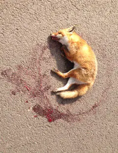 Erzähl mir vom Tod dieses Fuchses Aber wie Welches war sein Weg der zu - фото 2