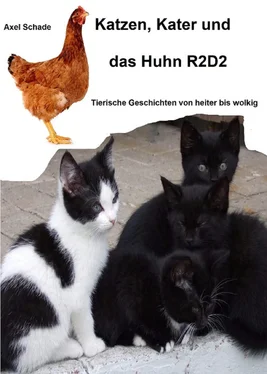 Axel Schade Katzen, Kater und das Huhn R2D2