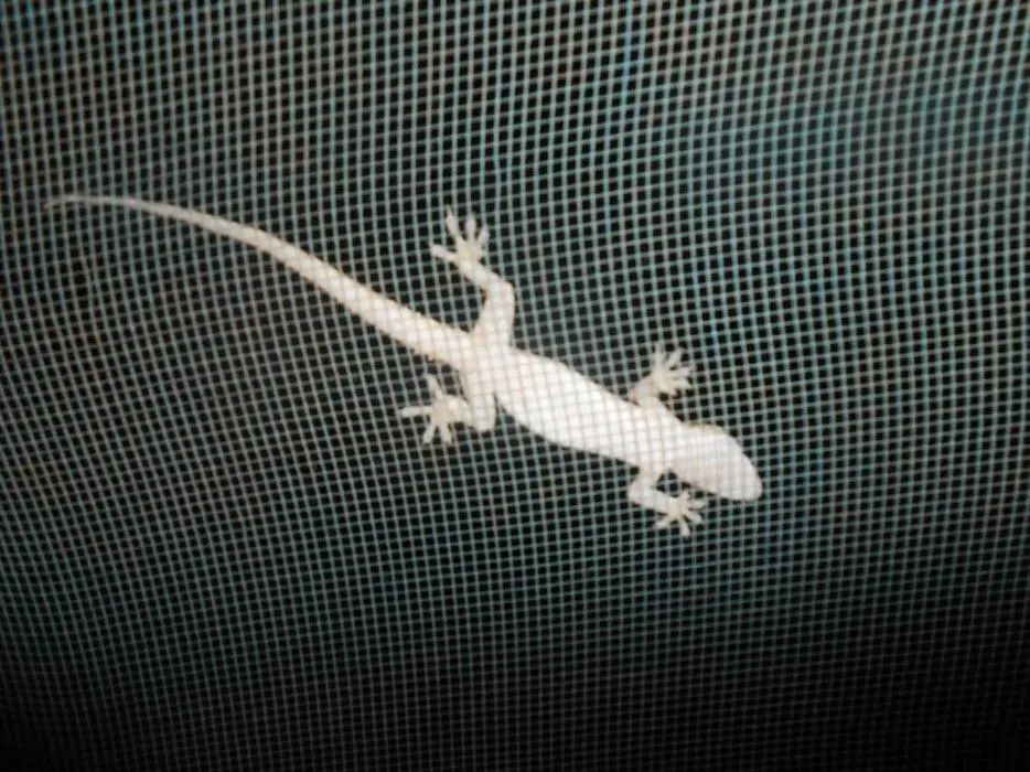 Ein Gecko auf der Außenseite meines Moskitonetzes Das Phänomen klärte sich und - фото 9