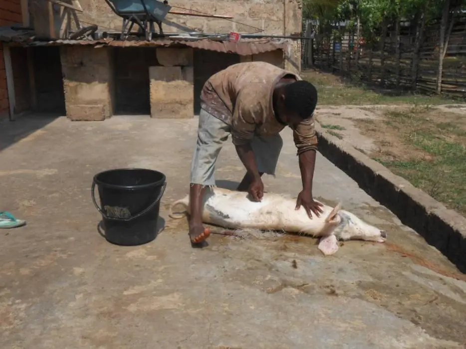 Kodjo entfernt die Borsten des toten Schweins mithilfe einer Rasierklinge An - фото 8