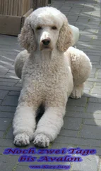 Karo Lueg - Noch zwei Tage bis Avalon