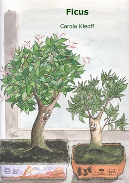 Carola Kleoff Ficus обложка книги