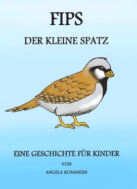 Angela Rommeiß FIPS, der kleine Spatz обложка книги