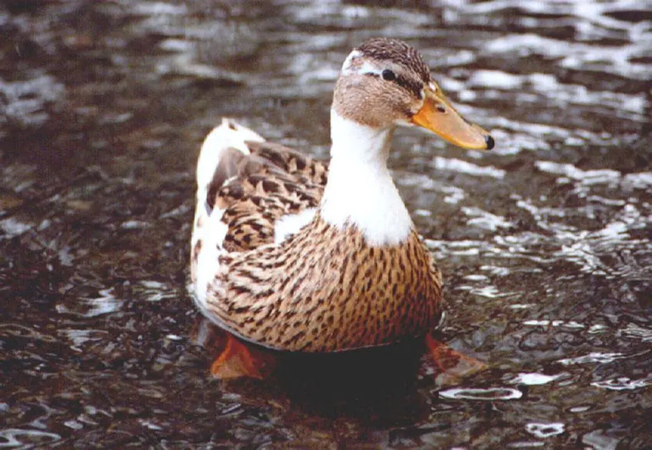 Wir Enten mögen aber auch die Delikatessen die der See uns bietet Hungrig - фото 5