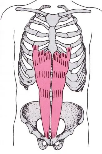 Abbildung M rectus abdominis Er gehört ähnlich wie die vordere - фото 4
