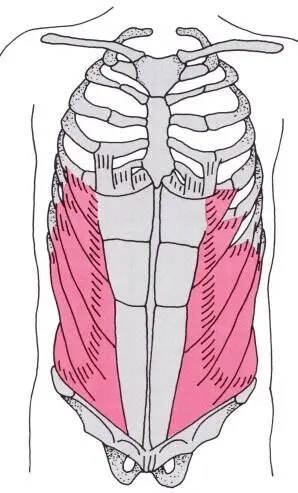 Abbildung M obliquus externus abdominis Der quere Bauchmuskel kann eine - фото 5