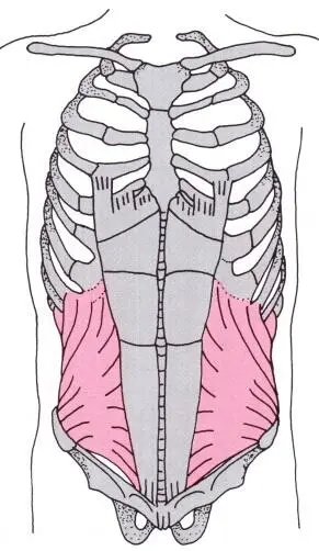 Abbildung M obliquus internus abdominis Vorne befindet sich der gerade - фото 3