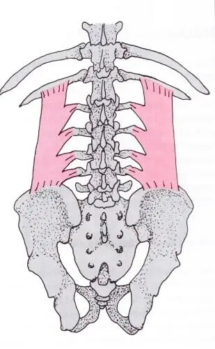 Abbildung M quadratus lumborum Dann gibt es noch den großen Lendenmuskel - фото 2