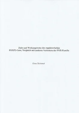 Elena Tschumak Ziele und Wirkungsweise des regulatorischen FOXP2-Gens, Vergleich mit anderen Vertretern der FOX-Familie обложка книги