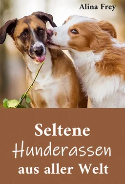 Alina Frey Seltene Hunderassen aus aller Welt обложка книги