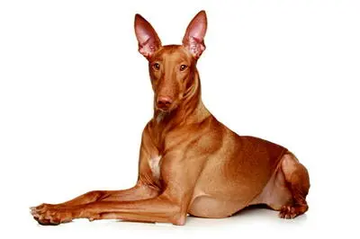 Der Pharaonen Hund erinnert in seinem Aussehen an den altägyptischen Gott - фото 6