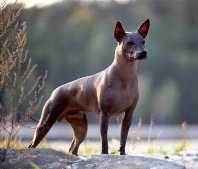 Dieser mexikanische Nackthund kurz nur als Scholo bezeichnet ist einer der - фото 2