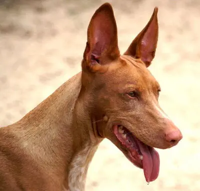Der Pharaonen Hund erinnert in seinem Aussehen an den altägyptischen Gott - фото 7