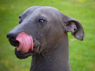 Dieser mexikanische Nackthund kurz nur als Scholo bezeichnet ist einer der - фото 3