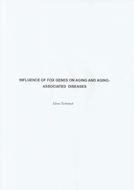 Elena Tschumak Influence of FOX genes on aging and aging-associated diseases обложка книги