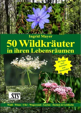 Ingrid Mayer 50 Wildkräuter in ihren Lebensräumen обложка книги