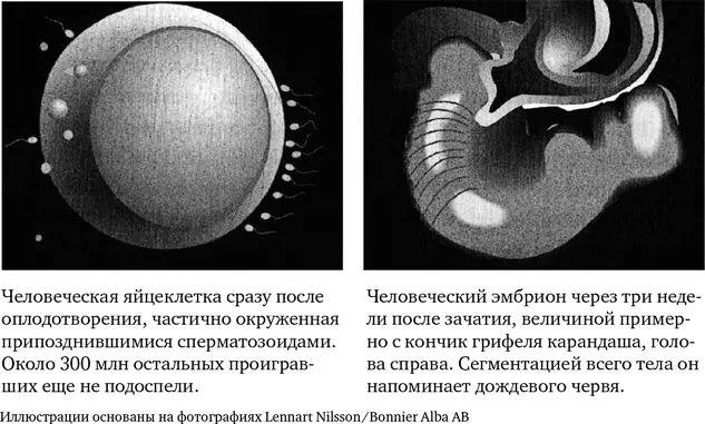 К третьей неделе примерно ко времени первой ненаступившей менструации эмбрион - фото 21