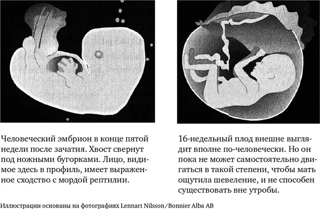 К десятой неделе лицо становится безусловно человеческим Иногда уже можно - фото 22