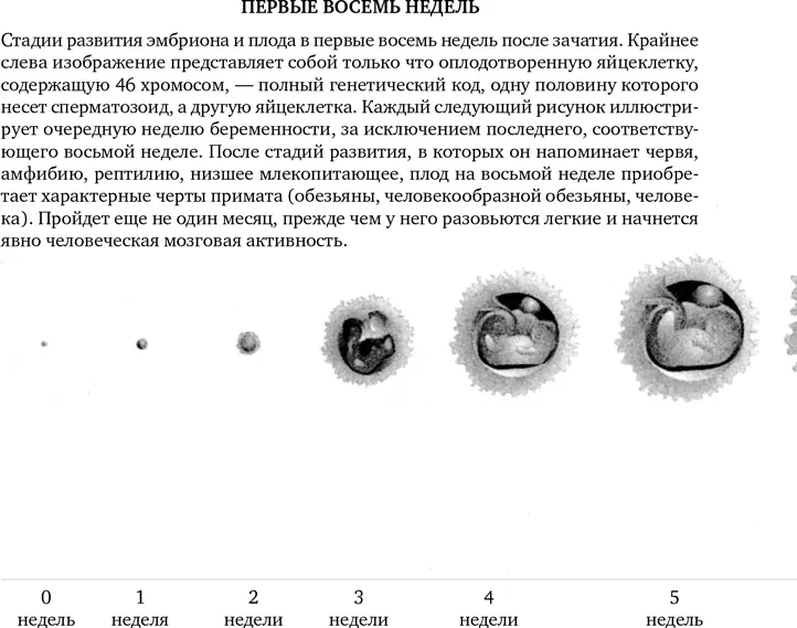 Проблема не только в том что выделение этапов внутриутробного развития носит - фото 23