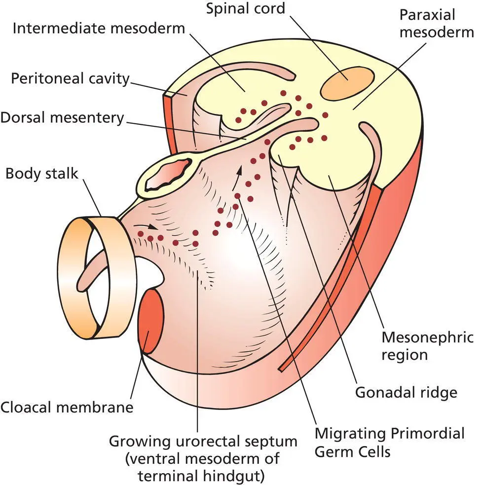 Figure 14 Migration of primordial germ cells into the genital ridge from the - фото 5