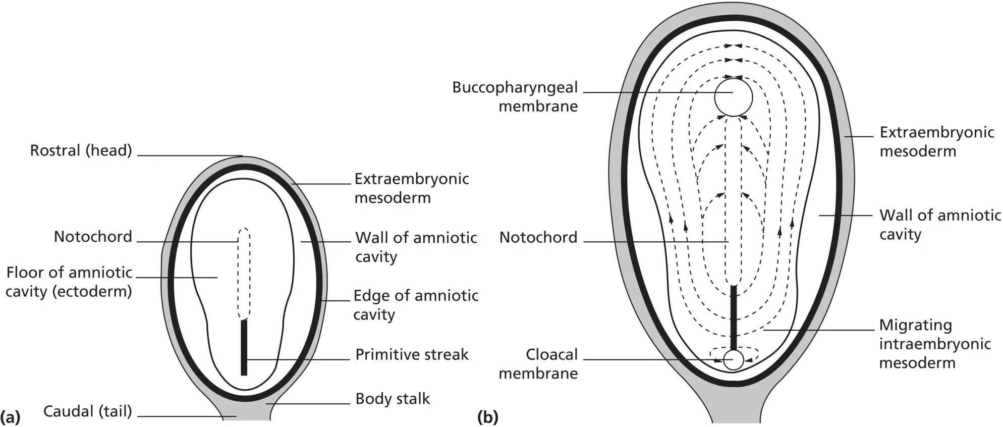 Figure 13 a The floor of the amniotic cavity the dorsal surface of the - фото 4