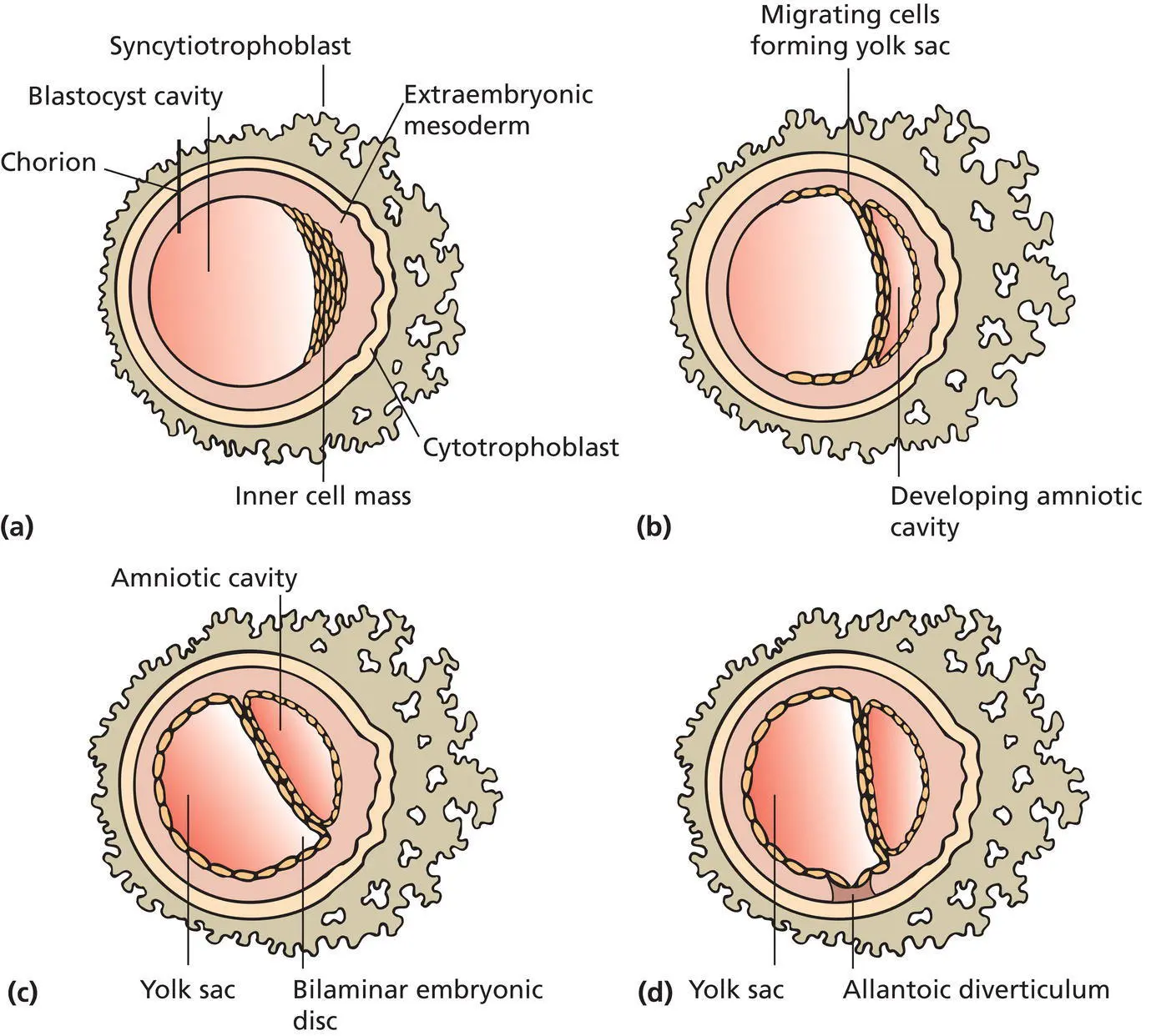 Figure 12 The conceptus continues to differentiate forming a the chorion - фото 3
