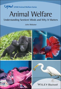 John Webster Animal Welfare обложка книги