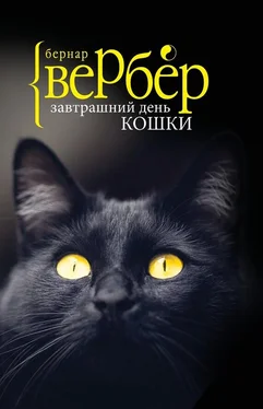 Бернар Вербер Завтрашний день кошки обложка книги