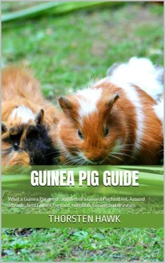 Thorsten Hawk Guinea Pig Guide обложка книги