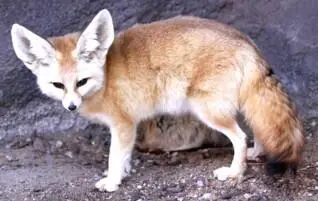 Fennek Wüstenfuchs Weil ich nicht Ketten und Käfige genug zur Hand hatte um - фото 33