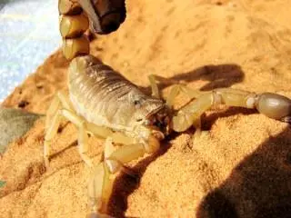 SaharaSkorpion Klippschliefer Alle diese Tiere sind von der Natur mit einem - фото 29