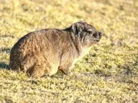 Klippschliefer Alle diese Tiere sind von der Natur mit einem Organismus - фото 30