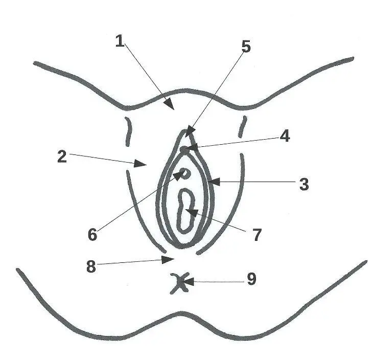 Abbildung 3 Die weibliche Vulva im Überblick Der gesamte Außenbereich der - фото 4