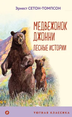 Эрнест Сетон-Томпсон Медвежонок Джонни. Лесные истории обложка книги