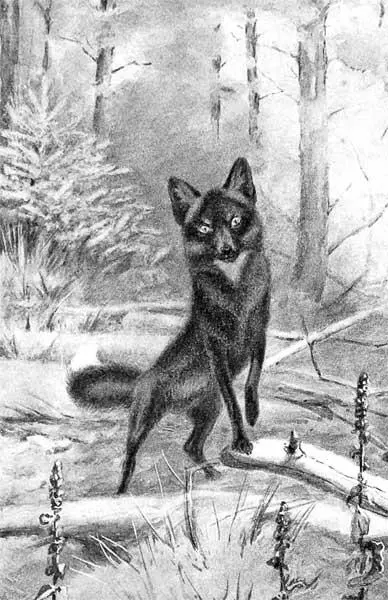 Чернобурая лисица только зимой сильно отличается от обыкновенной Чернобурого - фото 3