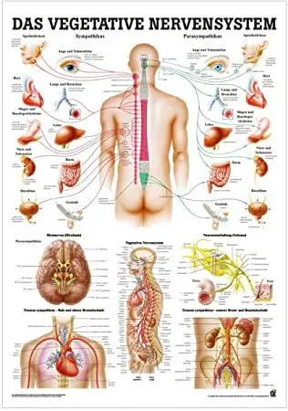 lat Fachname Systema nervosum autonomicum der ursprünglich nach - фото 3