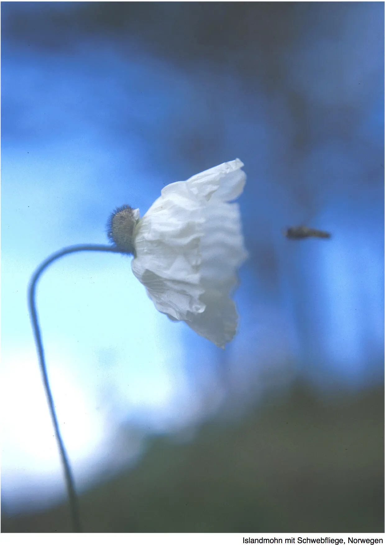 Jahreswandeln Gedichte Ana Flor Copyright 2014 Ana Flor Alle Rechte - фото 1