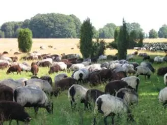 Ihr Gewölbe das hochgereckte Backsteinpfeiler tragen füllt eine ruhmwürdige - фото 37
