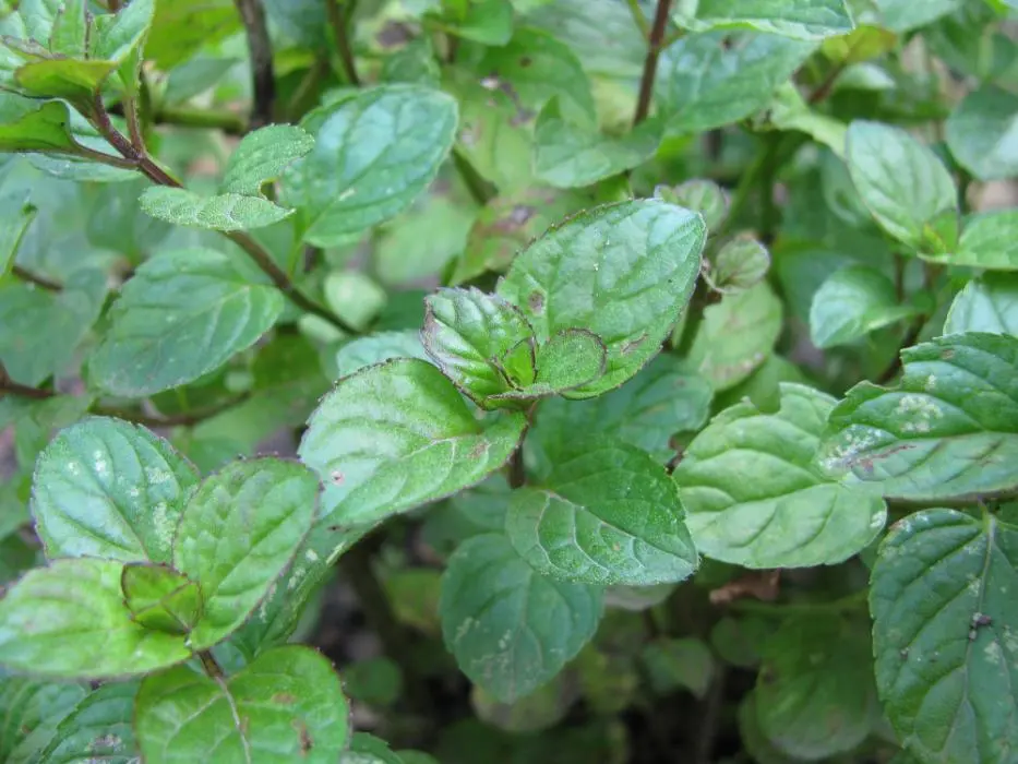 Mentha piperita var citrata Der Mentholgeschmack fehlt dieser Minzsorte Der - фото 2