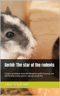 Thorsten Hawk Gerbil: The star of the rodents обложка книги