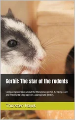 Thorsten Hawk - Gerbil - The star of the rodents