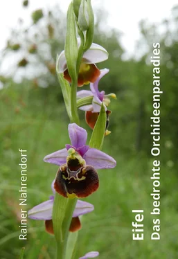 Rainer Nahrendorf Eifel - Das bedrohte Orchideenparadies обложка книги