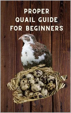 Thorsten Hawk Proper Quail Guide for Beginners обложка книги