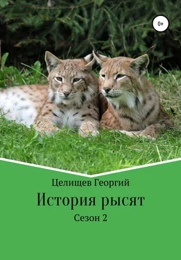 Георгий Целищев История рысят. 2 сезон обложка книги