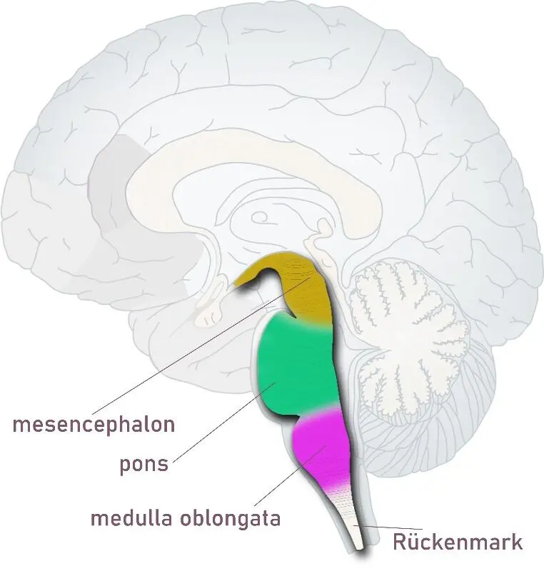 Die Fortsetzung der Medulla oblongata nach oben zu den restlichen Teilen des - фото 2