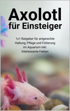 Thorsten Hawk Axolotl für Einsteiger обложка книги