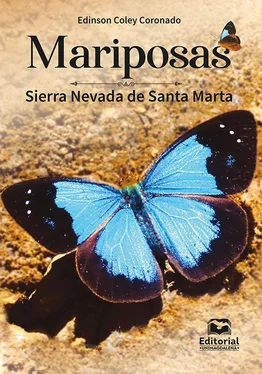 Edinson Coley Coronado Mariposas обложка книги