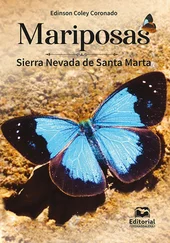 Edinson Coley Coronado - Mariposas