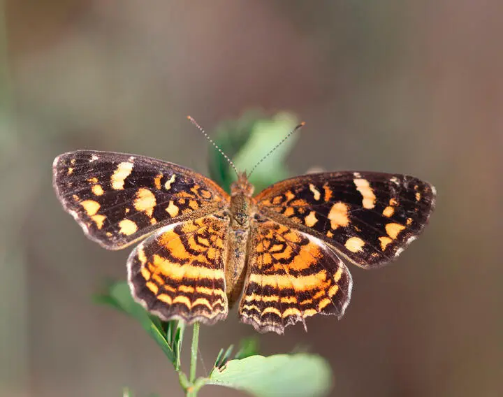 Fuente elaboración propia La especie del Caribe colombiano es la misma que - фото 22
